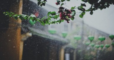 Chiều mưa