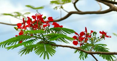 Lễ hội mùa hè
