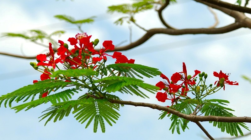 Lễ hội mùa hè