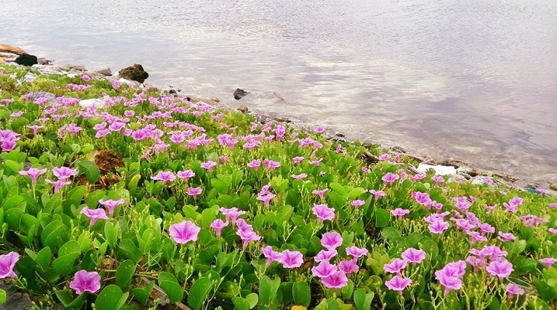 Biển vỡ tan