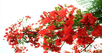 Gửi lại cho em