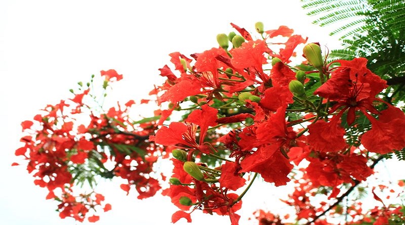 Gửi lại cho em