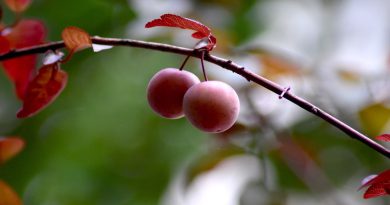 Bởi yêu em sầu khổ dịu dàng