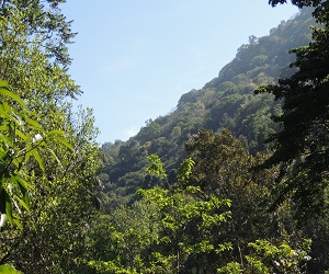 Mộc