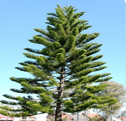 Nội lực ở đời sống